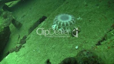 Beautiful jellyfish floating among the wreckage ship in deep water, Red Sea