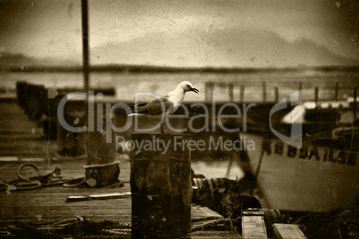 Retro Picture of Seagull on Pier