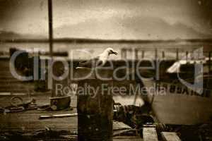 Retro Picture of Seagull on Pier
