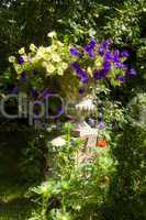 Violette Petunien und blühender Mohn im Garten
