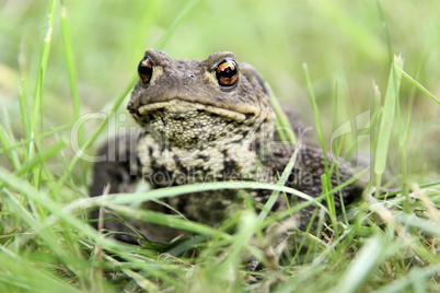 Erdkröte im Gras