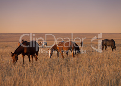 Herd of horses grazing in evening pasture