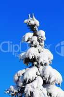 Winter fir tree on background of blue sky