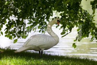 Mute swan on glade under the tree.