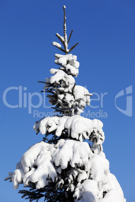 Snowy fir-tree on background of blue sky