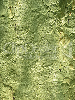 Natural Green Trunk of Thorn Tree