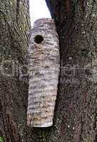 Sisal Nesting Log for Woodpeckers