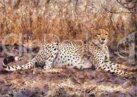 Cheetah resting