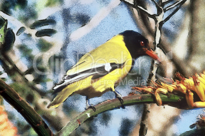 Black-headed Oriole