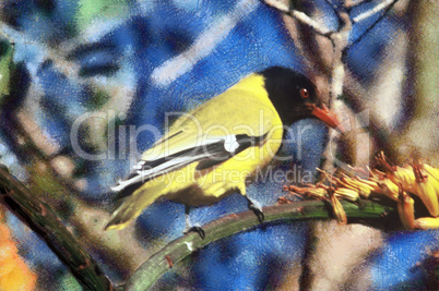 Black-headed Oriole