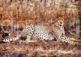 Cheetah resting