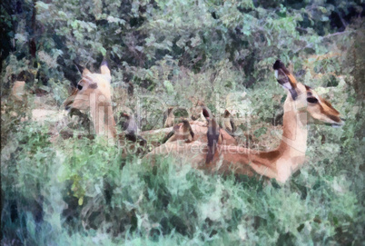 Impala Resting