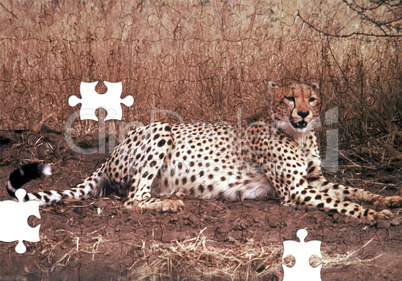 Cheetah Puzzle with missing pieces
