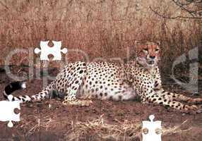 Cheetah Puzzle with missing pieces