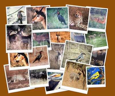 South African Wild Life Collage