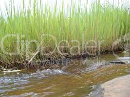 Running water and grass