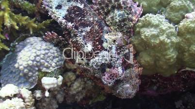 Stonefish on Vibrant Coral Reef, Red sea