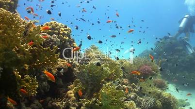 Colorful Fish on Vibrant Coral Reef, Red sea