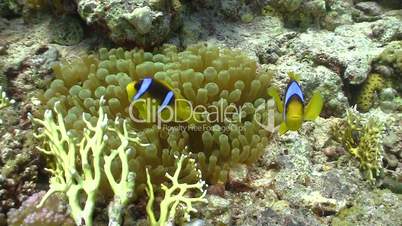 Clown Anemonefish on Coral Reef, Red sea