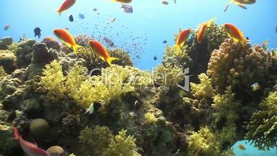 Colorful Fish on Vibrant Coral Reef, Red sea