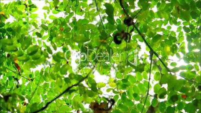 Leaves on Wind against White Background