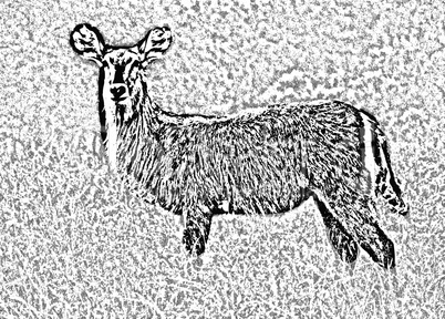 Waterbuck Etch