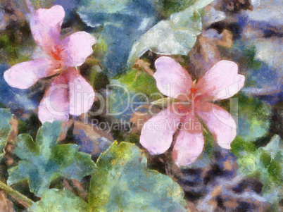 Oil Painting of Malva Flowers
