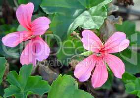 Picture of Malva Flowers