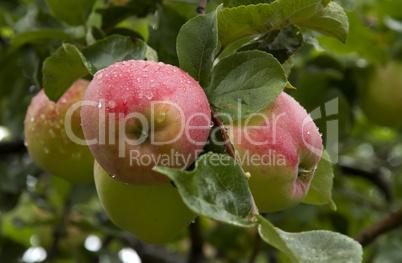 Ripe, juicy apples on a branch.