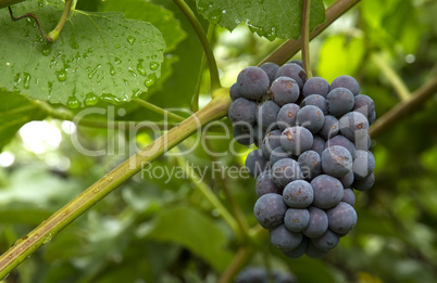 red grapes