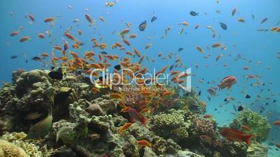 Colorful Fish on Vibrant Coral Reef, static scene, Red sea