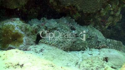 Stonefish on Coral Reef, Red sea