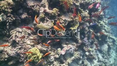 Stonefish on Coral Reef, Red sea