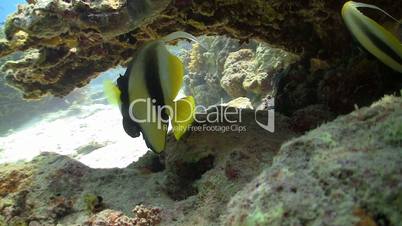 Bannerfish on Coral Reef, Red sea