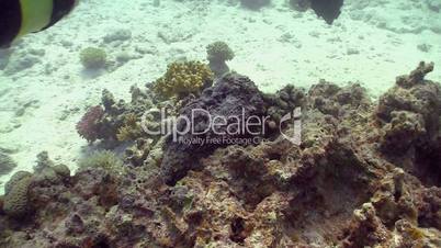 Stonefish on Coral Reef, Red sea