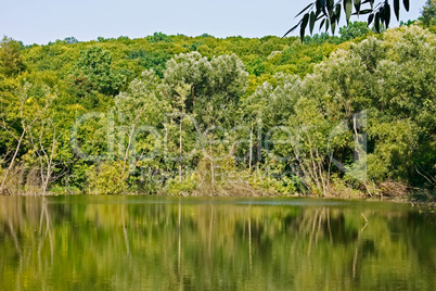 Forest over the lake