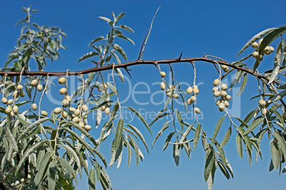 Branch of wild olive trees