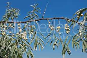 Branch of wild olive trees