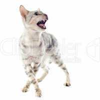aggressive bengal cat