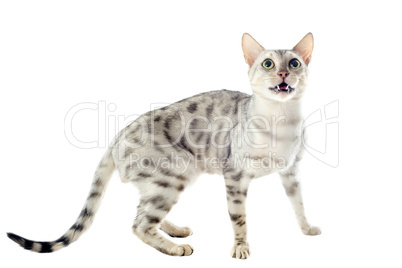 bengal cat