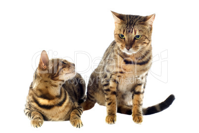 bengal cats