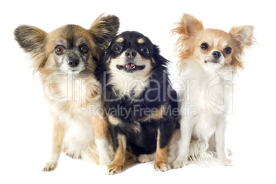 chihuahuas