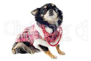 dressed chihuahua