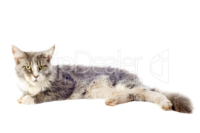 maine coon cat