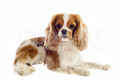 cavalier king charles