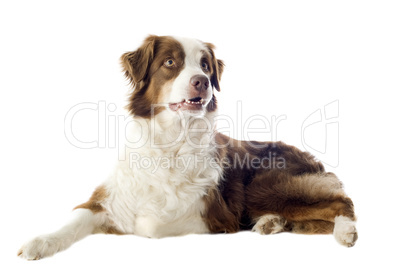 australian shepherd