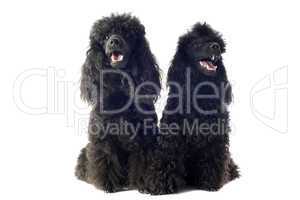 two toy poodles