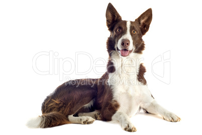 border collie