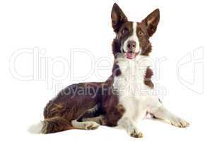 border collie