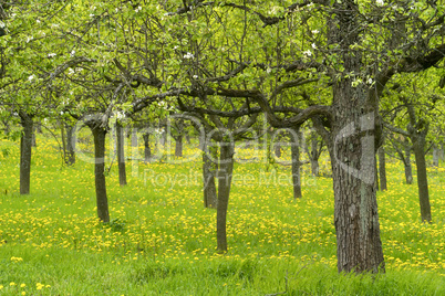 Obstbaumwiese im Frühling